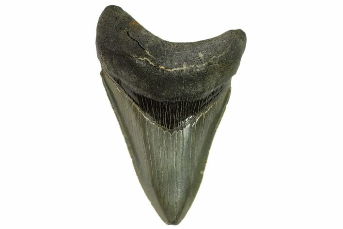 Serrated, Fossil Megalodon Tooth #124196